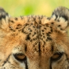 ZOO Praha 2012